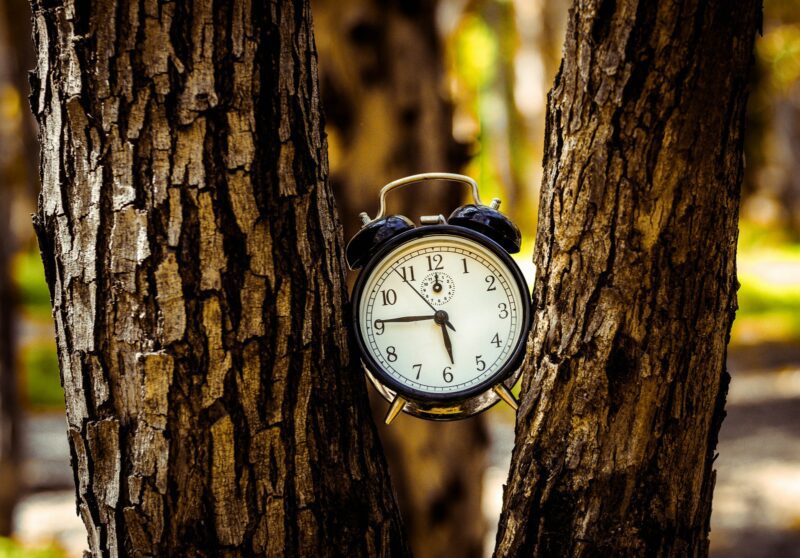 black analog alarm clock between two tree trunks